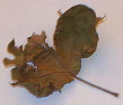leaf: image/L Scharf