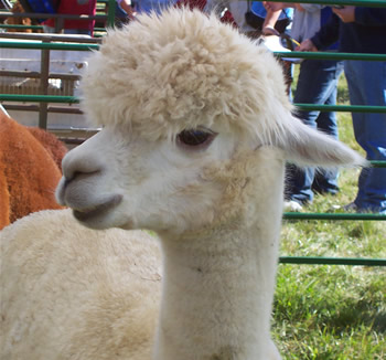 little guy!/linda scharf photo/stoneleafmoon.com