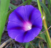 niyabinghi's morning glory