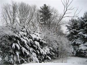 winter/lindascharf.com